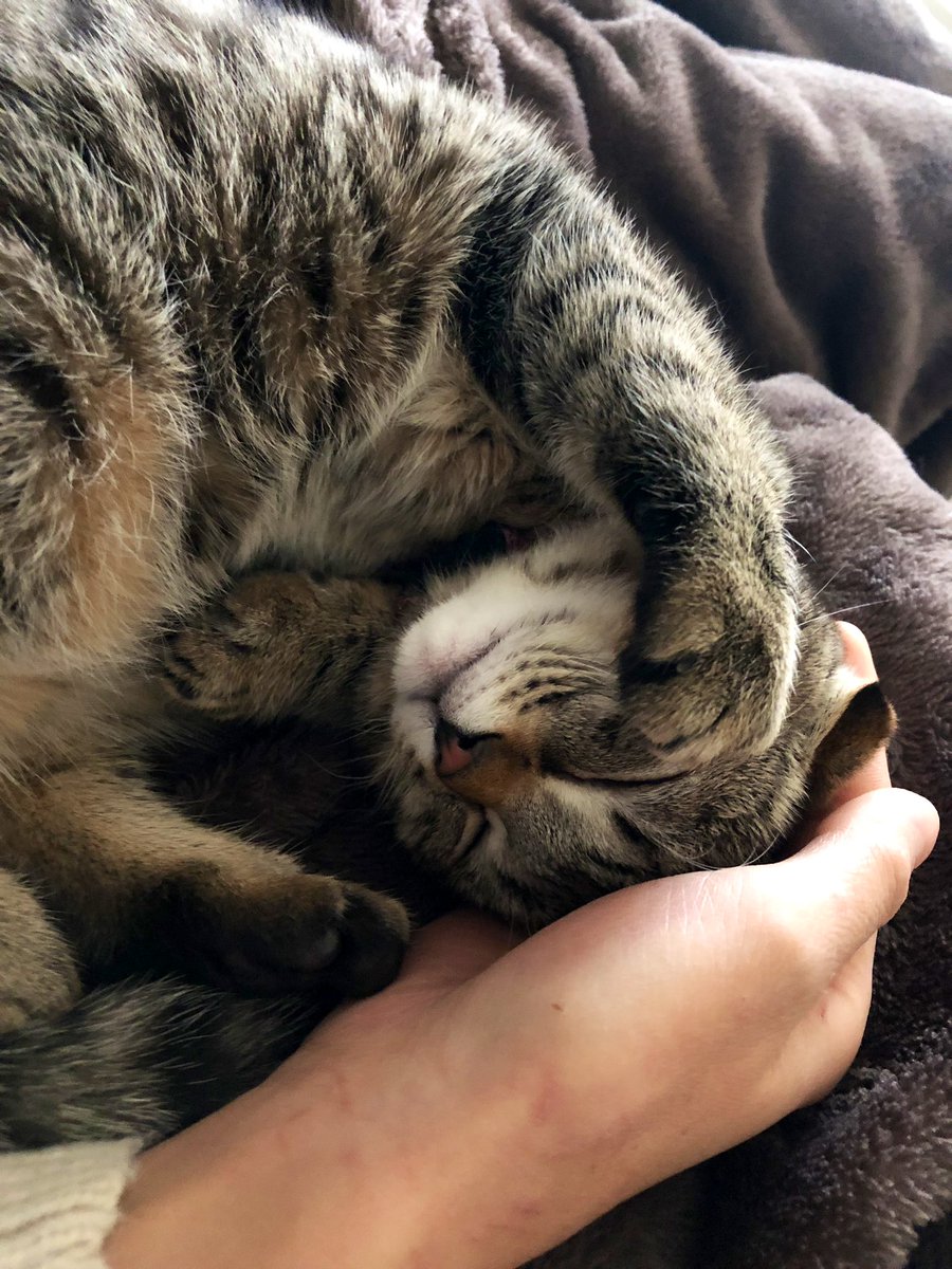 ごろにゃーん