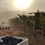 Photo by Longplay Wine (@LongplayWine)