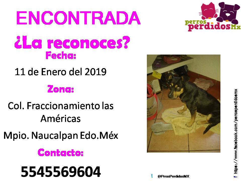 PetBookMexico's tweet photo. #ENCONTRADA #LARECONOCES? Fue encontrada el: Fecha: 11 de Enero del 2019 Zona: Col. Fraccionamiento las Américas Mpio. Naucalpan Edo.Méx Contacto:https://t.co/MsOkPsxfVe 5545569604 takato53040@gmail.com acastellanosd@gmail.com (RSS generated with FetchRss) https://t.co/kgoEhgS8xA https://t.co/mdSgJ9rsXf