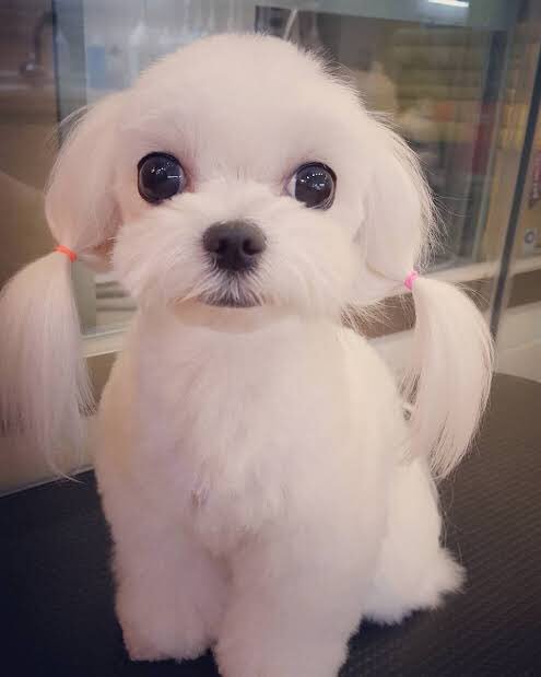 xotiffanypics's tweet photo. Vote for her mom 🐶👑 @tiffanyyoung and goodnight 🌙 
#TiffanyYoung #BestSoloBreakout #iHeartAwards https://t.co/ZWhYo4ZwKi