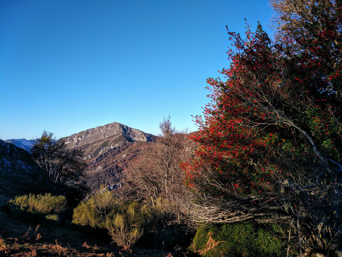 ParqueNatuRedes's tweet photo. ¡¡¡Buenos días!!! Sábado, un buen día para calzarse las botas y salir a disfrutar de las montañas del #ParqueNaturalDeRedes 
Fotografía: a la izquierda del acebo en flor el Picu Porrón. https://t.co/7tJ0x5Ynbs