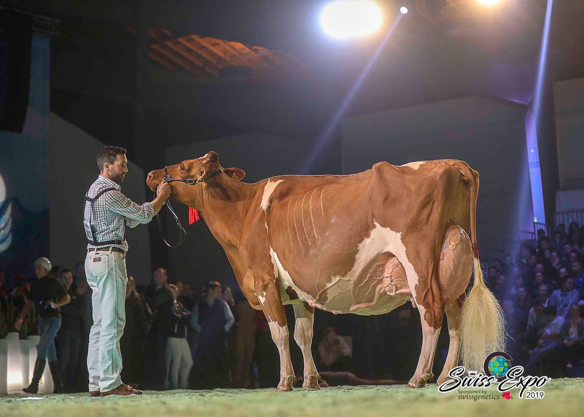 Best Udder of the Red Holstein Show @ Swiss Expo and reserve grand.
14 yrs and 8 calves - incredible cow! #cows #longevity #holsteins #swissexpo2019