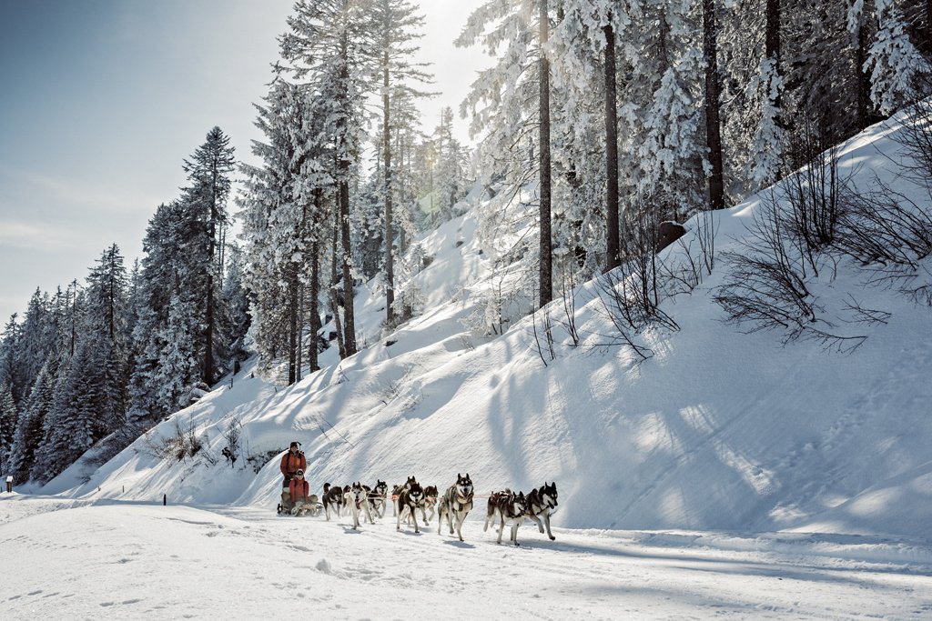 MySwitzerland_e's tweet image. #CutenessOverload: This is #Nina. She has two different eye colours, can run at 40km/h and cover 100km per day. Her need for cuddles: unending Here’s more information about #animalfun in the #snow: bit.ly/2Rk1gBs