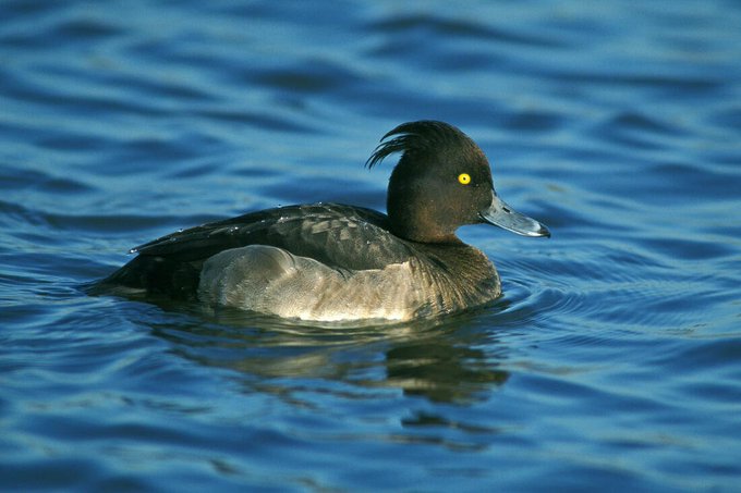 Black Tufted Duck with spikey hair swimming in the water