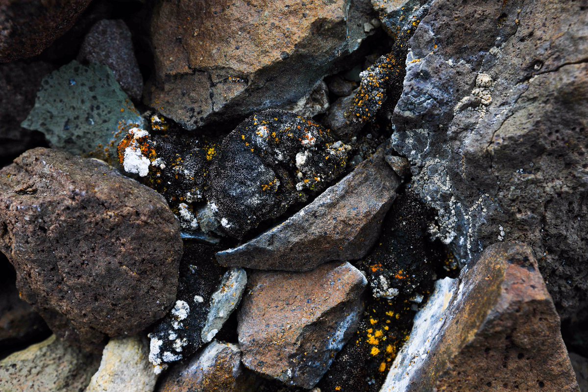 Nimeäsikö tämän hyllypallokkeeksi, kun ei ole biologia matkassa kertomassa mikä möllö on kyseessä. Antarktinen kasvillisuus täällä kuivassa sisämaassa on jäkälää ja sammalta, eikä niitäkään ole ihan helppo löytää. #STAAntarktis #finnarp #Antarctic #moss