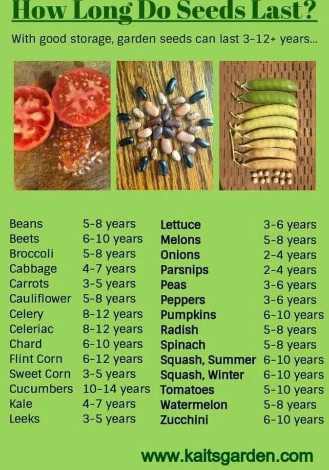 TheMrCFisher's tweet photo. How long do your #allotment or #garden seeds last? #veg #gyo https://t.co/vkC2bi6Q2C