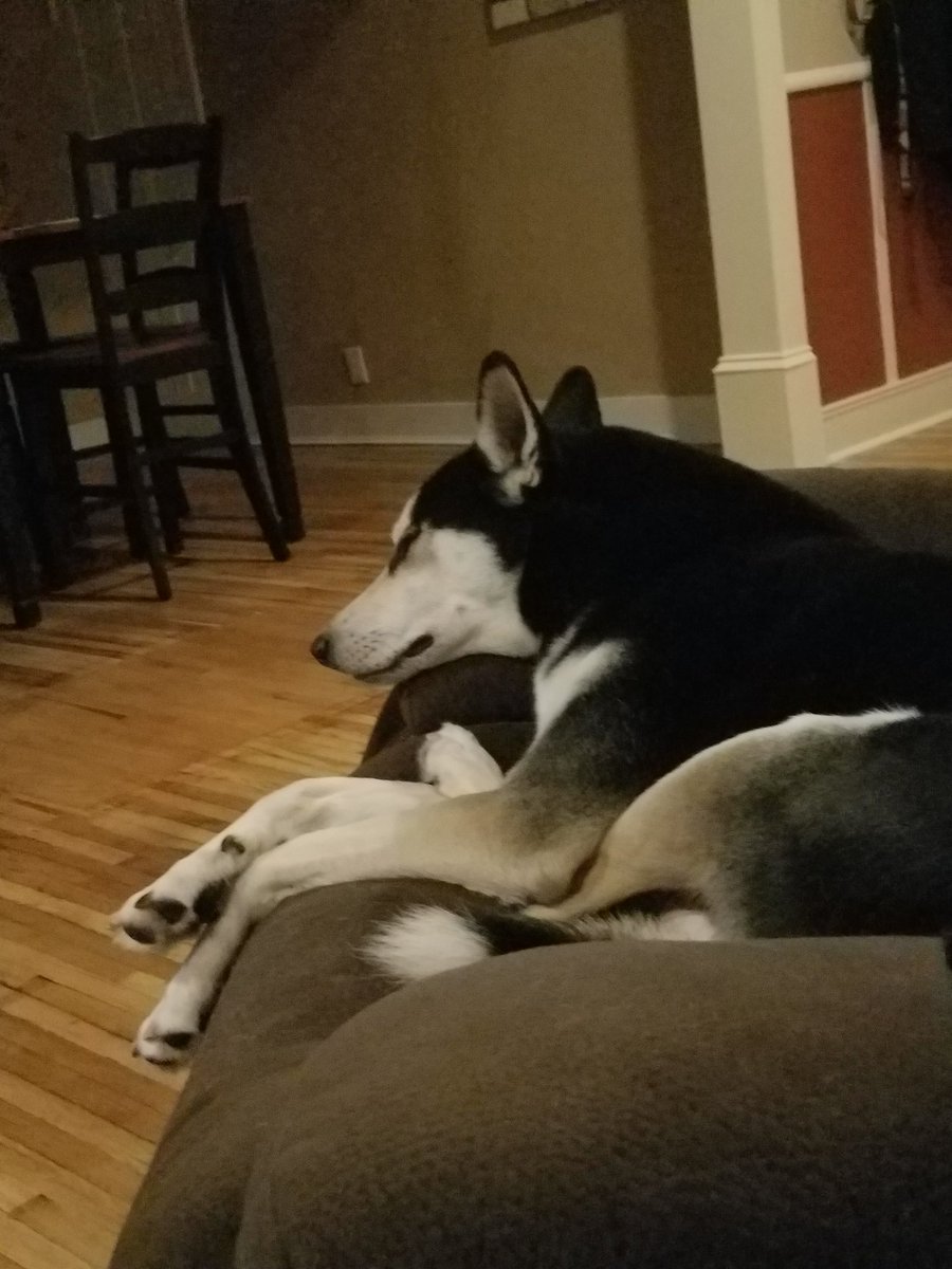 riverthepuppy's tweet photo. Also, pooped immediately after 1a.m. walk. https://t.co/9vWdyQhASP