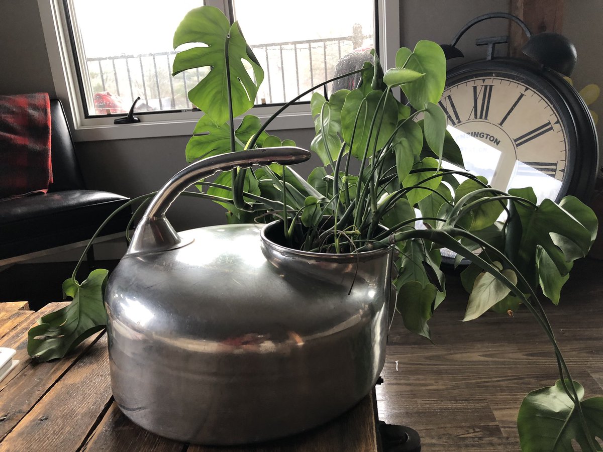 ProfNichols's tweet photo. My plant is thriving in this vintage Surge milker I bought at The Great Mish Mosh two years ago in #Bellefonte. I name my plants. Meet San Diego, Phoenix, Del Mar, Sedona. #Blessed55 https://t.co/7sLcOUS3yZ