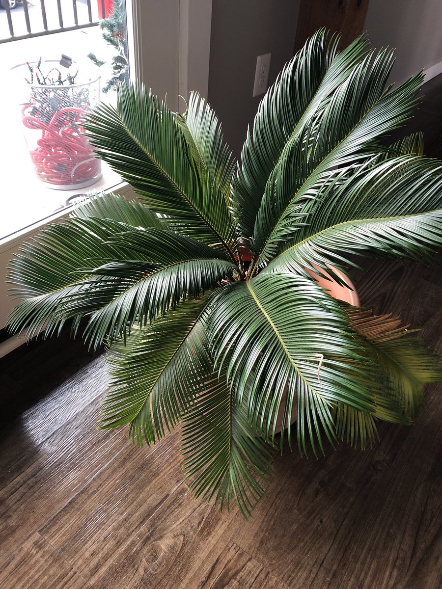 ProfNichols's tweet photo. My plant is thriving in this vintage Surge milker I bought at The Great Mish Mosh two years ago in #Bellefonte. I name my plants. Meet San Diego, Phoenix, Del Mar, Sedona. #Blessed55 https://t.co/7sLcOUS3yZ
