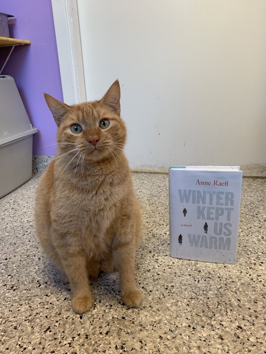ebrpl's tweet photo. Maurice can keep you warm this winter! You can find this lovable guy at @cathavenbr! #caturday #catsandbooks #winterkeptuswarm #anneraeff #ebrpl #cathavenbr https://t.co/Wh96fCmNS8