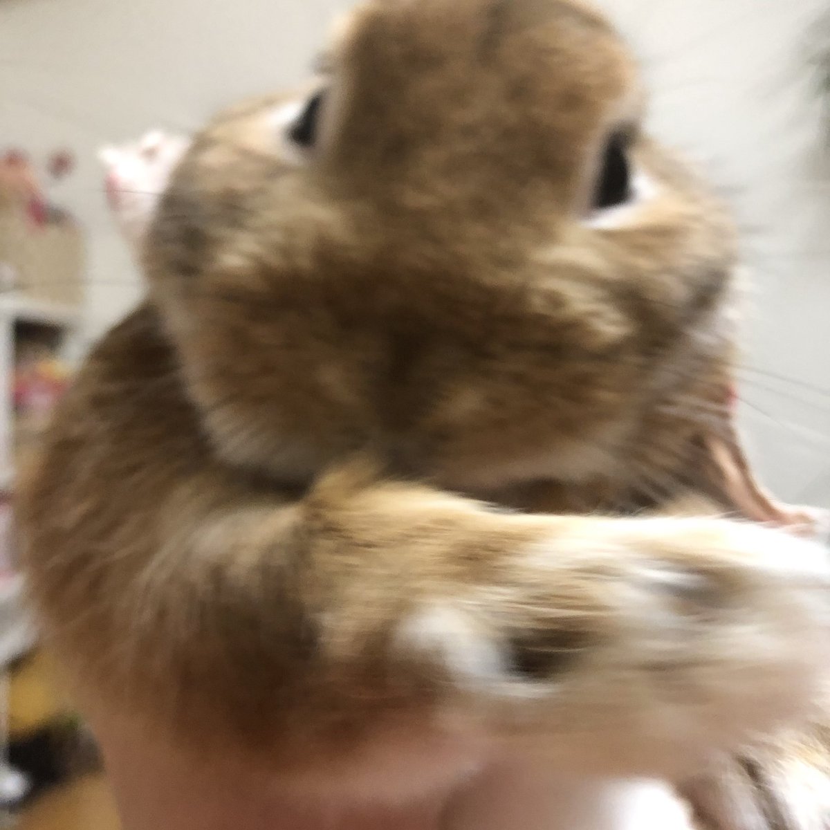 おすうさぎ Twitter Search Twitter