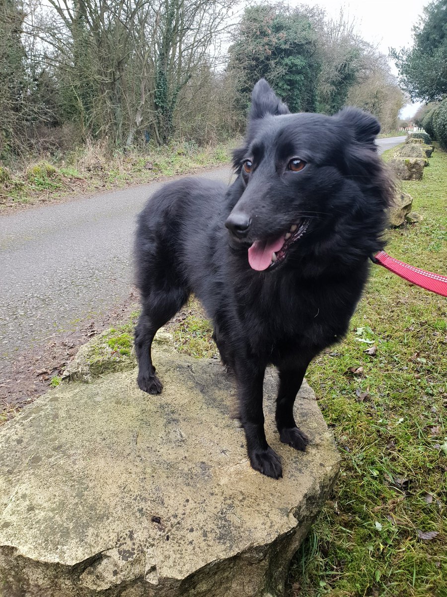 Lovely #Saturday #walks with Gara! 
#DogsAreBetterThanPeople 
#exercise #walking #rescuedog