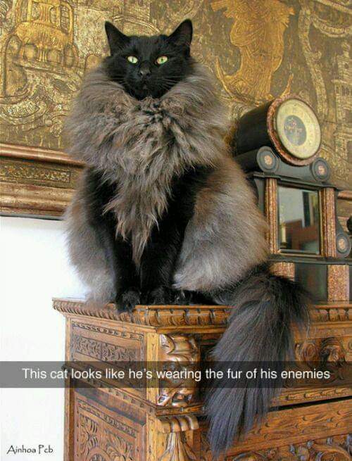 tlpresley13's tweet photo. #Caturday https://t.co/wYOQmTYxgm