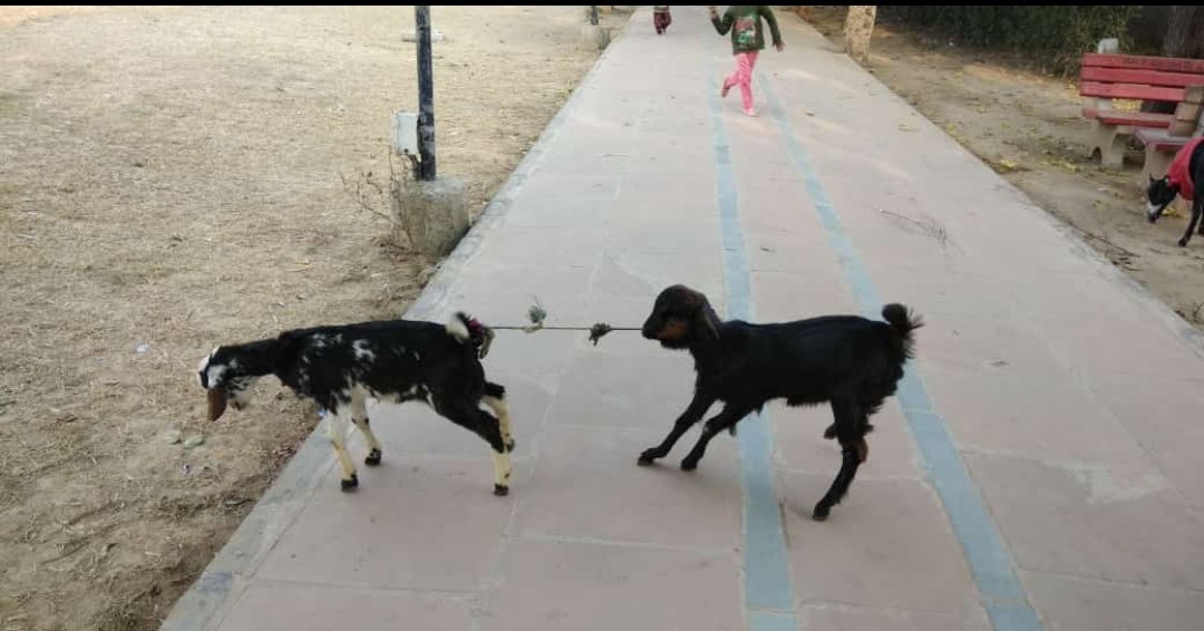 samar_kaurS's tweet photo. So after 50:50 partnership in UP for #Elections2019 this might be a scenario🤣
#Mayawati #AkhileshYadav #Coaliation
@rubaidashfaq @ramindersays @Ibne_Sena @sudhirchaudhary @BDUTT @anjanaomkashyap @BJP4Delhi @ndtvindia @ravishndtv @sardesairajdeep @gauravcsawant https://t.co/6f8fLljUGv