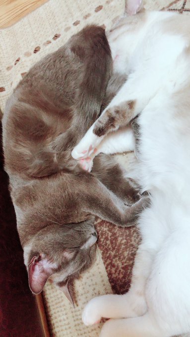 こいつ…尻の匂いを嗅いだまま… 