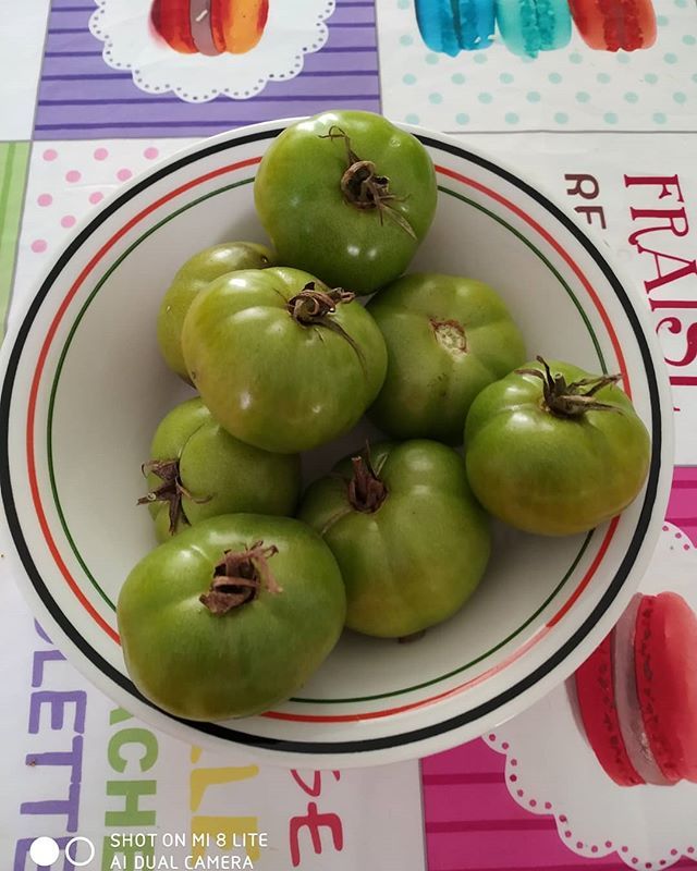 Winter is still missing for my garden,  look at what I recollected today. 
#tomatoes #healthyfood #winterismissing #greenfood #ecofriendly #greenspace #urbangarden #eathealthy #greentomatoes #naturalfoods #noaditives #noconservants #motherearth #vegetabl… bit.ly/2spyVLc