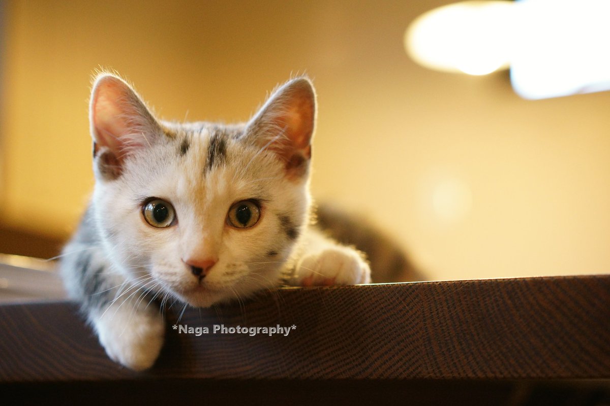 #鎌倉ねこの間 746
いちご #カメラ目線猫
#保護猫 #猫 #Cat #kitty
#猫部 #ねこ部 #ProtectiveCat
#TheArtOfNekonoma #CoolAndCute
#シュールネコイズム
#猫ポートレイト #猫モフー
#photograghy #coregraphy #ふぉと
#sony #α7RII