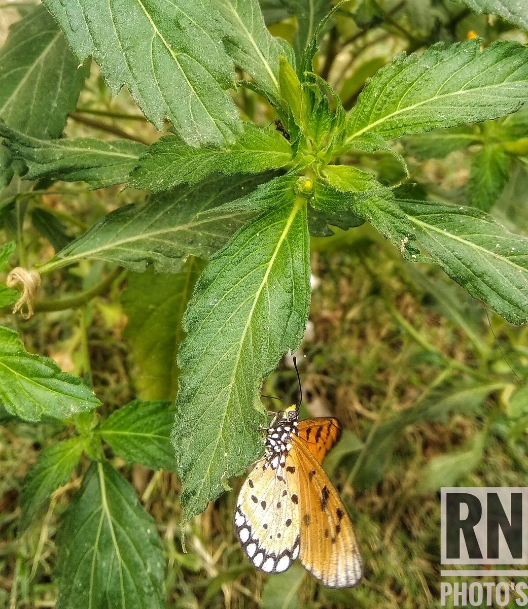 NITHISH4217's tweet photo. #Photography 
#PhotoOfTheDay #butterflyeffect #ButterflyAffection 
#photographylovers #PhotoChallengeJan19 https://t.co/HzffEK5UQH