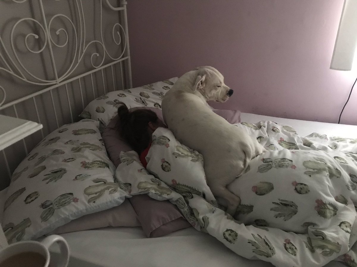 beckluvslobster's tweet photo. If you don’t get woken like this, do you even have a dog? #StaffieSaturday https://t.co/ePPNlmuUnD