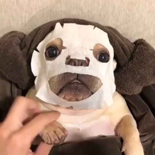 Koreansheetmask's tweet photo. Love masking moment of @torontofrenchie 😘 Perfect suggestion for a glowing Saturday ✨
——
➡️https://t.co/4KgESRu95y
——
#dog #puppy #cute #süß #sheetmask #tuchmaske #lovely #hund #koreansheetmaskde #masking #frenchie #frenchbulldog #relaxing #skincare #… https://t.co/VJpdhrb0zH https://t.co/ypr4R2fYod