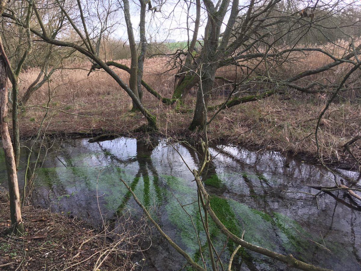 LetcombeBP's tweet photo. Wondering where to go for a walk? Pop into the brilliant @ValeAndDownland museum Wantage. Then grab one of our walking trail leaflets and get to know the #LetcombeBrook https://t.co/wb2E5Q1MqX