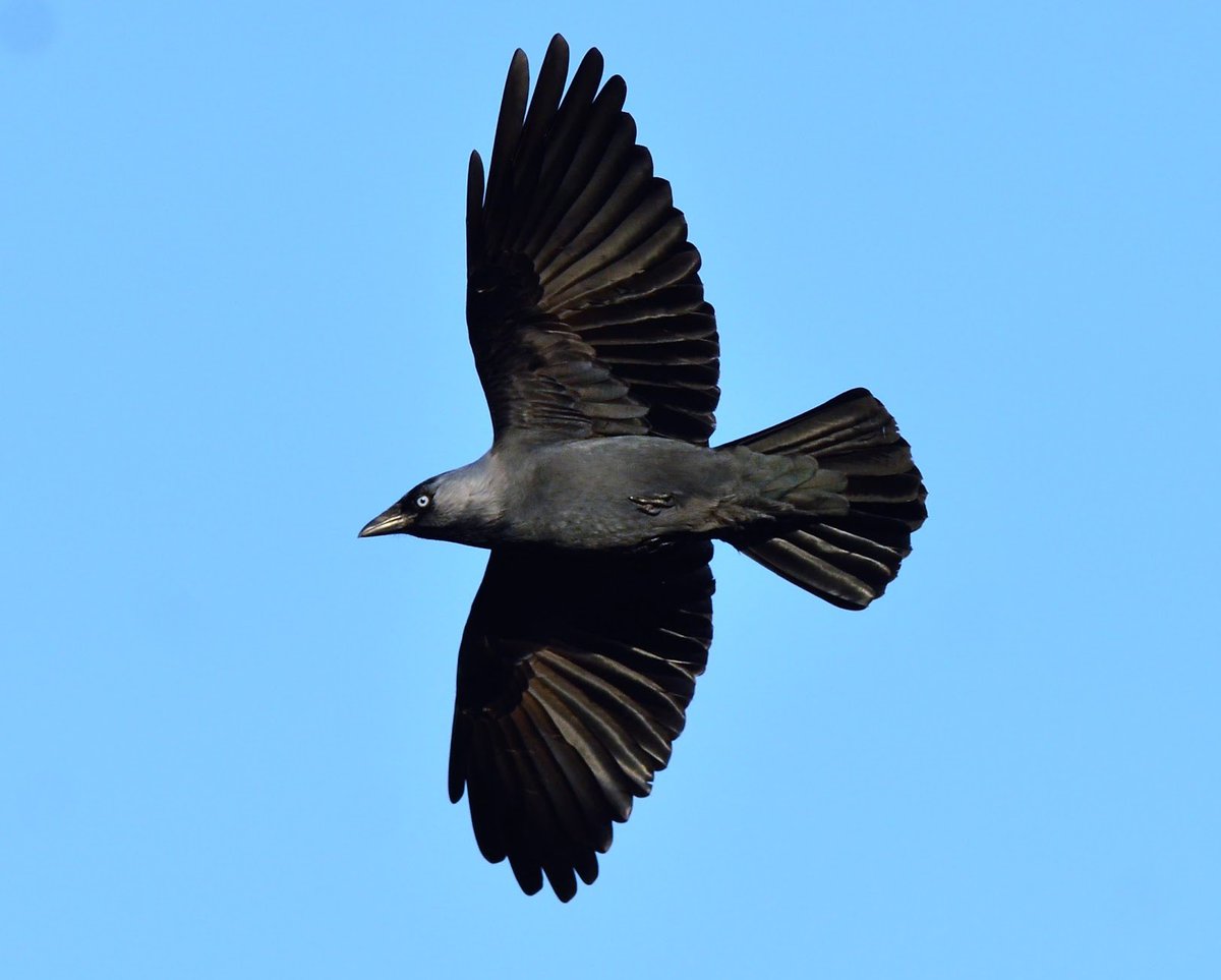 bluelensphotouk's tweet photo. The common #Jackdaw #inflight . Jackdaws have 4 varieties and pair for life. A couple will join a flock for life. A relation to the #magpie , Jackdaws are known to share a fondness for #shineyobjects The Jackaw is also vocal and lives in a small social group. @WWTCastleEspie https://t.co/pRQAh98RQf