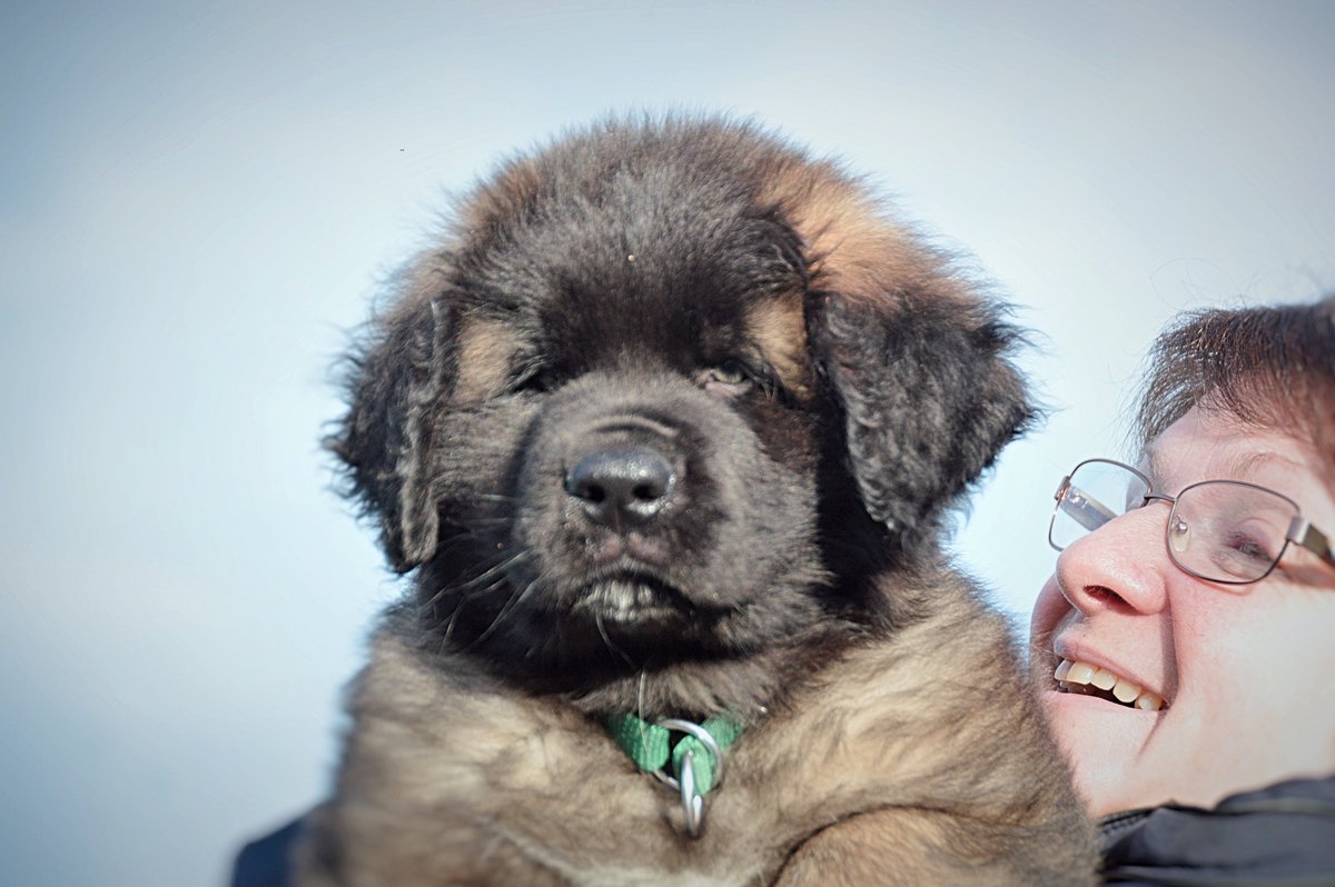 hillhaven leonbergers
