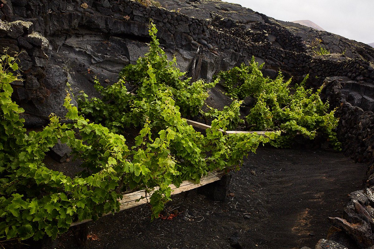 PuroRofe's tweet photo. Chabocazo 
#chaboco #lanzarote #purorofe https://t.co/GerVMQxC6u