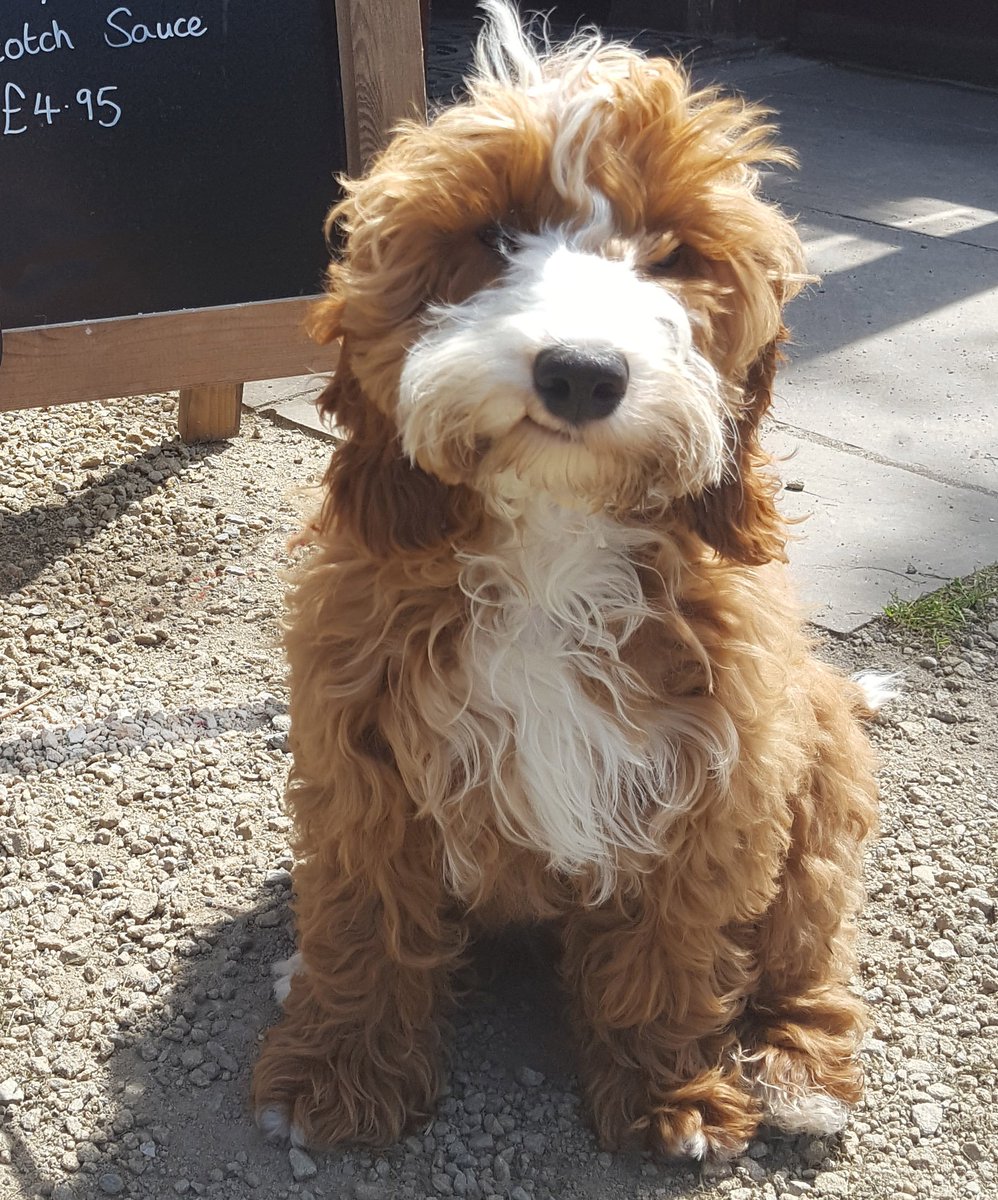 Cockapootails's tweet photo. Looking back to pictures of me as a baby, I was super cute ;) Happy weekend. I am going to a new pub with my pawrents today. I wonder if they will have some good treats for me ;)
#cockapoopuppy #puppiesofinstagram #puppy #cute #pubdays #weekend #FamilyTime https://t.co/KjNATtHTtW