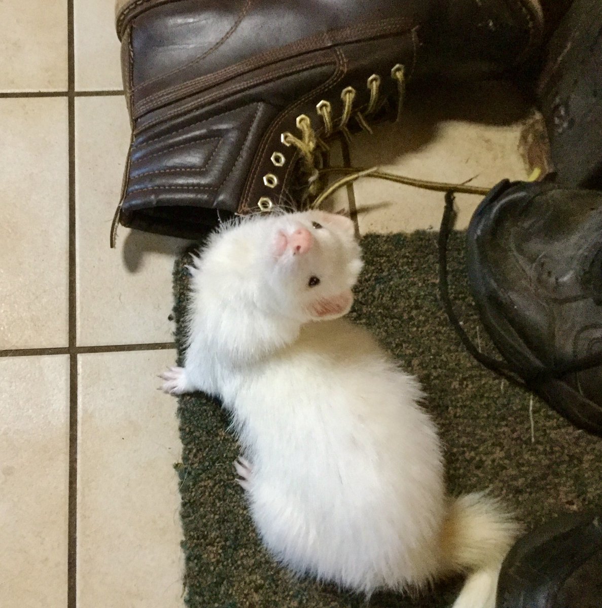 BuellerFerret's tweet photo. Oh, hi! 🐾 https://t.co/XLBxCgggiF