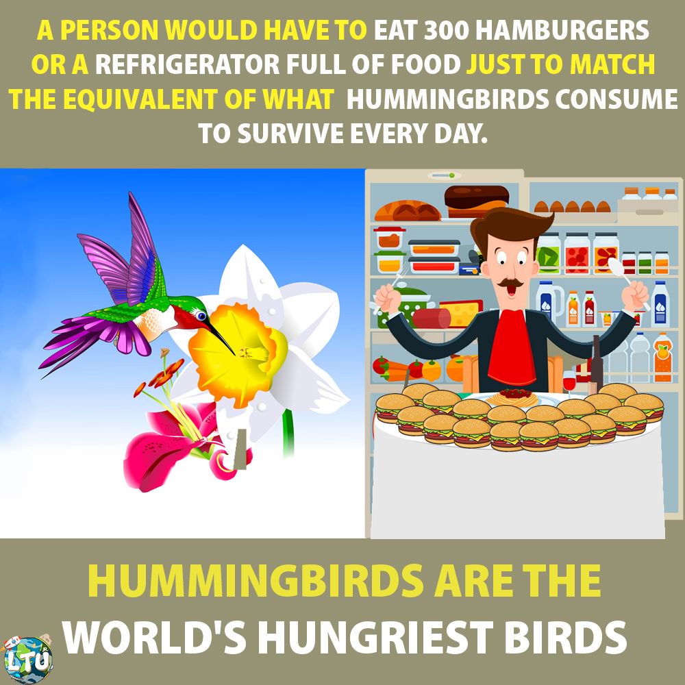 LTU_Jr's tweet photo. And do you know? A hummingbird’s wings beat between 50 and 200 flaps per second.

More Facts? Follow - @LTU_Jr 

#LearnTheUniverse #LTU #Facts #nerd #school #intelligent #teaching #information #knowledge #world #hummingbird #bird #food #foodporn #foodie #foodgasm #foody #bird https://t.co/MjufOqcbEt