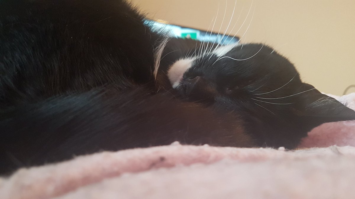 GoddessKlaus's tweet photo. #Caturday again. So here's a picture of me. #catsoftwitter #cats #RuleTheWorld #Beautiful https://t.co/8VXgoVhPUY