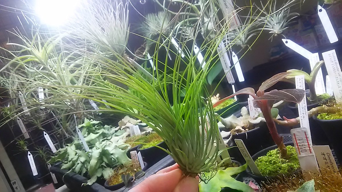 kandahayato's tweet photo. 【1/11入荷】
Tillandsia globosa 6580円
今回の目玉です。
ベネズエラ~ブラジル西部。525~850m。
sucreiやgeminiflora、gardneriと近縁で花の様子も似ています。
水求めます。
是非咲かせてください。圧巻です。
#チランジア #ティランジア #エアープランツ #tillandsia #globosa https://t.co/40UTSPhjFE