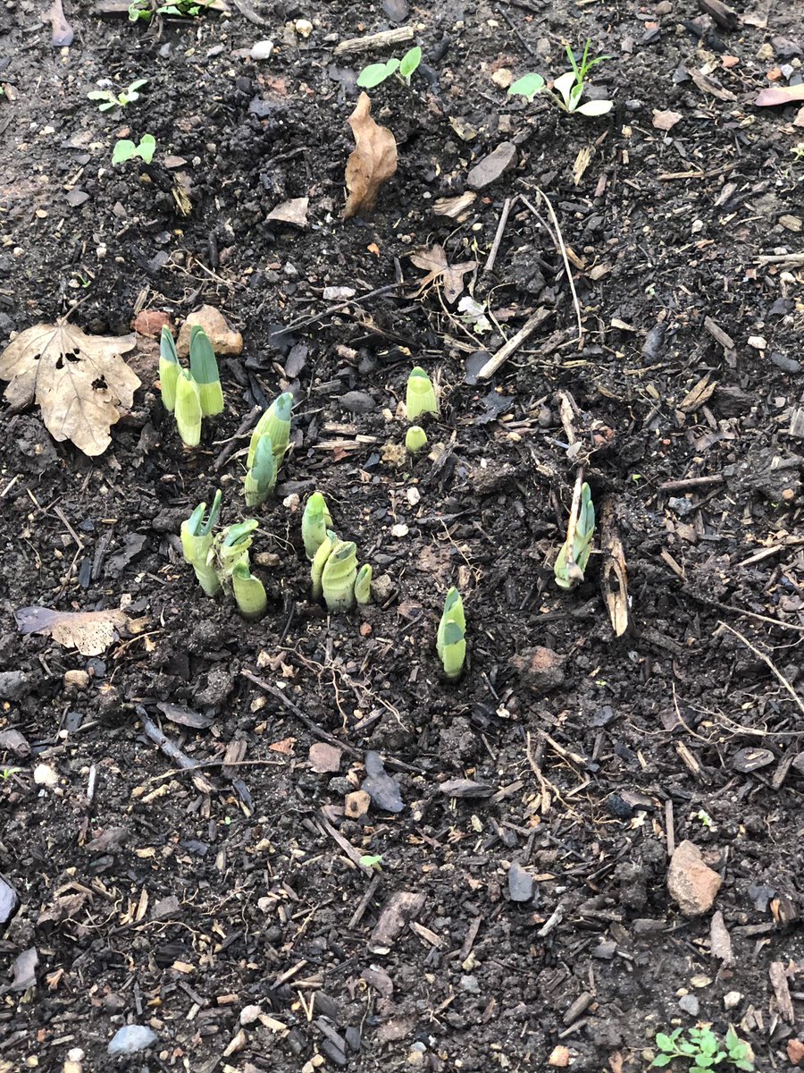 StMatthewsBL's tweet photo. Spring bulbs already appearing on the Austin Jackson’s memorial garden. More work to complete in the next few weeks. @CCLeicsPolice @LeicsPCC @es_gardens https://t.co/6BVUBEjuyg