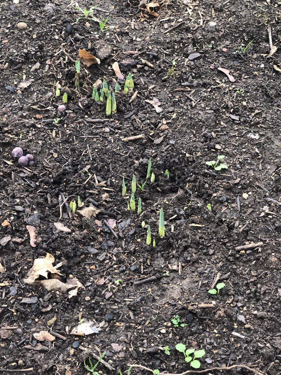Spring bulbs already appearing on the Austin Jackson’s memorial garden. More work to complete in the next few weeks. <a href="/CCLeicsPolice/">Simon Cole</a> <a href="/LeicsPCC/">Leicestershire OPCC</a> <a href="/es_gardens/">Elizabeth Stone</a>