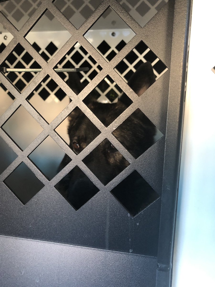 K9Apart's tweet photo. This was the look I got yesterday afternoon when I told him our call out got cancelled cause the bad guy gave up. #mad #hegotscared #nexttime #gsd #k9 #workingdog #k9apart #livepd #livepdnation https://t.co/M1ABtr0dxA