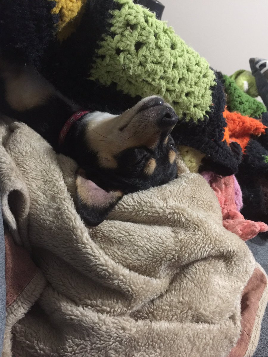 AngelaBrauerTV's tweet photo. Back to bed #dogsofig #snowverit #4YourMorning https://t.co/ybi2utTQ0Q