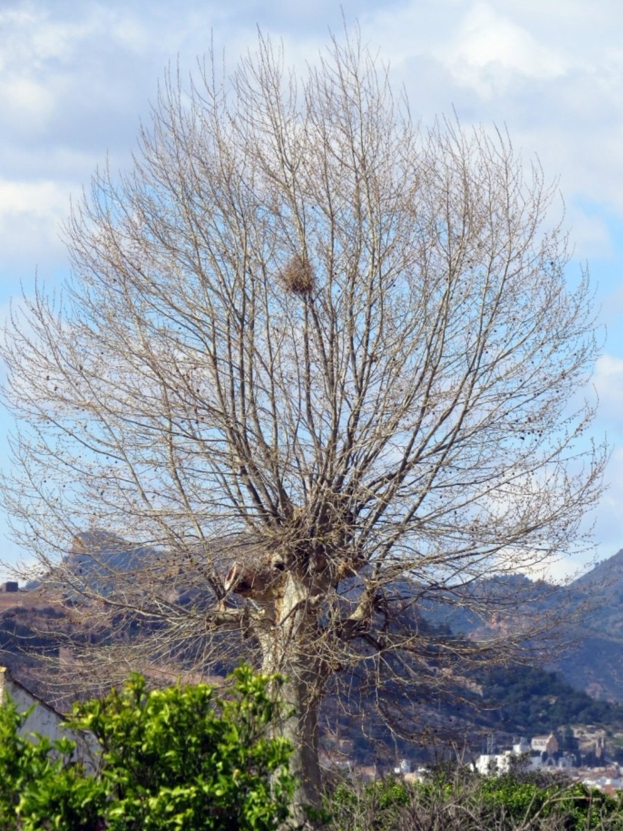 Por corazón un nido de pájaros...