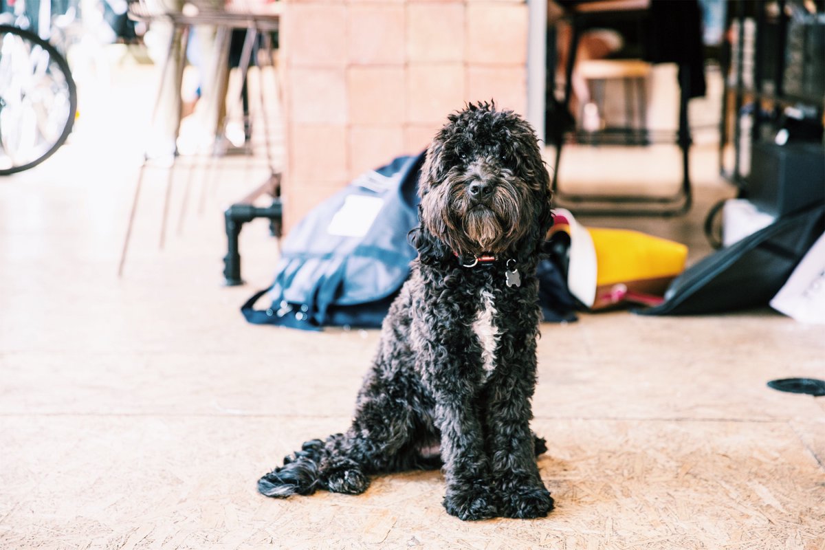 workdotlife's tweet photo. We have an extremely strict dog policy. If you own a cute dog, you MUST bring it in. #dogfriendlyspaces #workdotlife #becauselifestooshort #dogsofinstagram https://t.co/BnluMHHvhQ