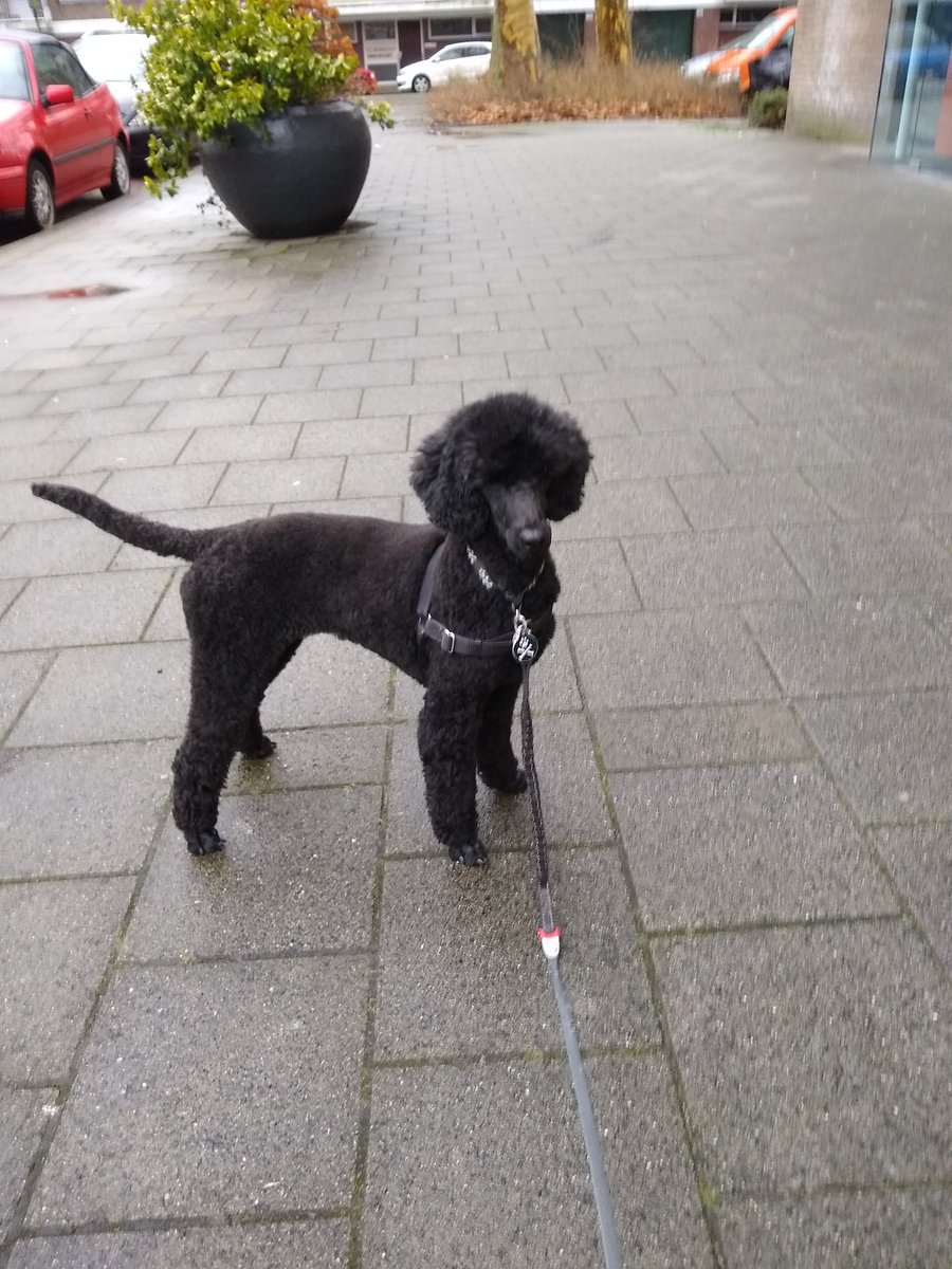 poodle_lyfe's tweet photo. Fresh haircut. Out and about. Ready to be seen 😉 #ninaisapoodle #dutchpoodle #poodlecut https://t.co/sOIwoZTLoj