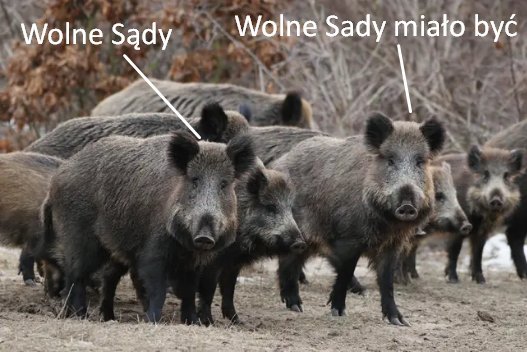 Ja_to_'s tweet photo. #DzikGate
- w powiązaniu ⤵️ https://t.co/zp7iC1v4f9