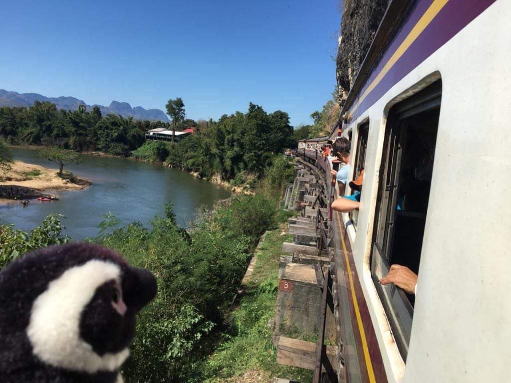 stuffedanimal2's tweet photo. モスクワは雪で寒いので、常夏のタイに遊びに行ってきました。
戦場にかける橋も、見たよ。
久しぶりに汗かきました。

#ぬいぐるみ #ぬい撮り #タイ https://t.co/02fJsKR8w1