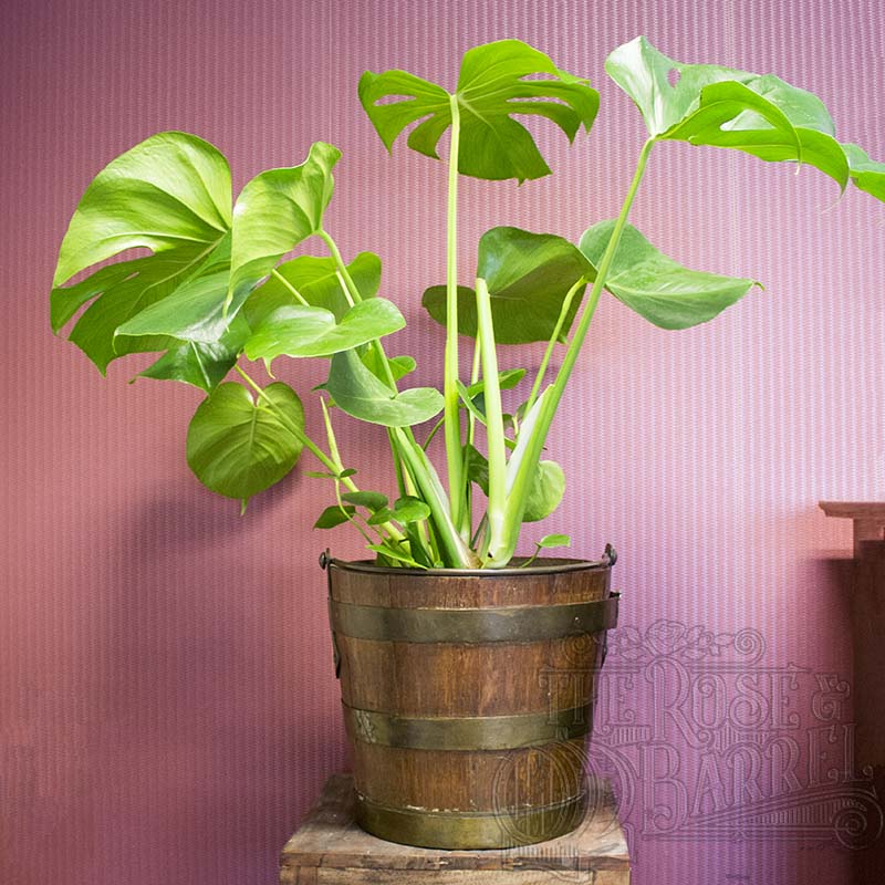 RoseBarrel's tweet photo. Ja ook ik doe mee aan de #Monstera #trend! Hij is ook wel erg leuk. Vooral in deze houten emmer! Natuurlijk te vinden in de webshop! :) https://t.co/ffrTo0bSIi https://t.co/snG1zTX9K1 #webshop #planten #duurzaam #duurzaamshoppen #vintage #brocante #tweedehands #SaturdayMotivation https://t.co/XembFKVcmt