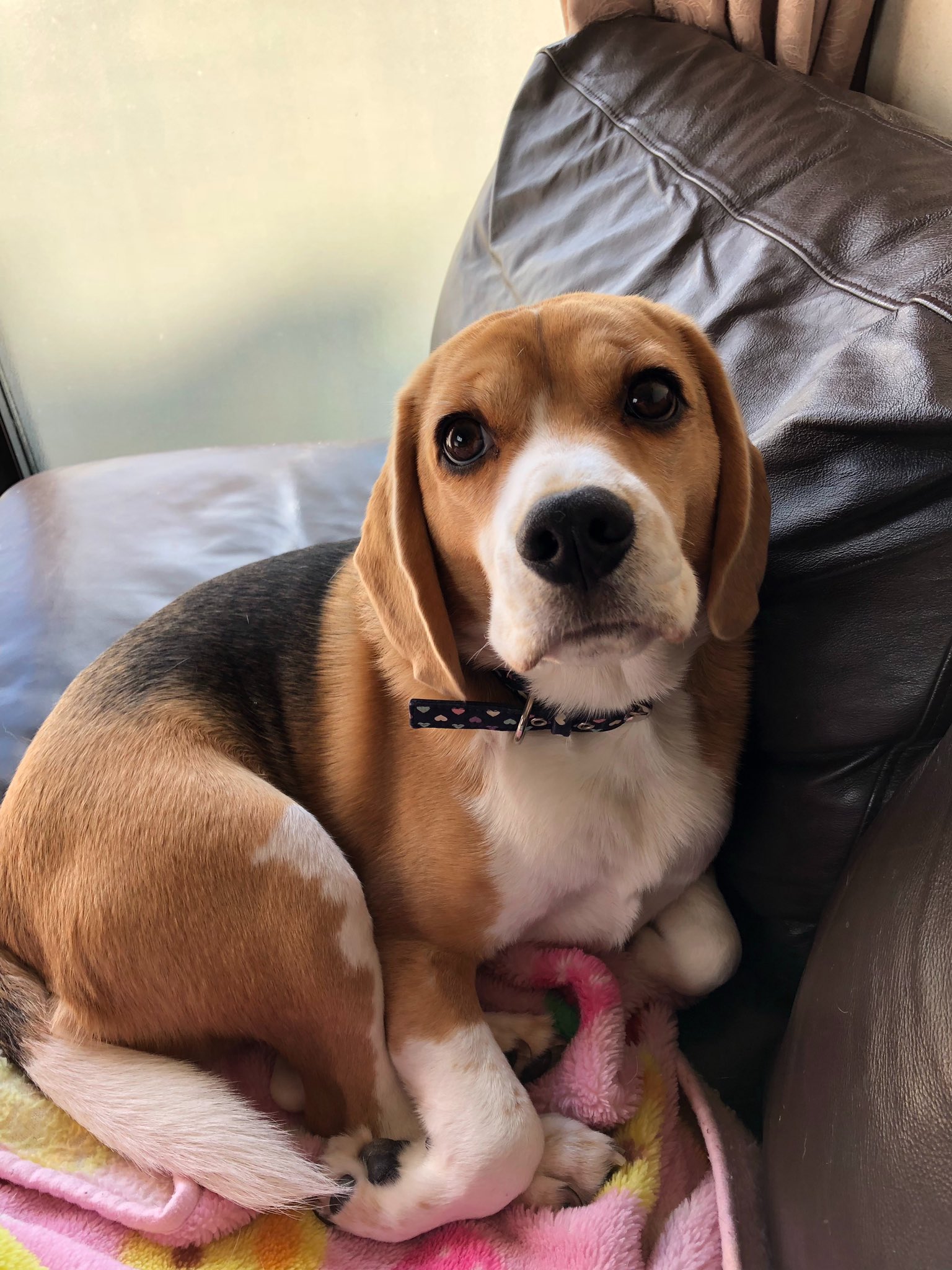 O Xrhsths あや Sto Twitter かわいくとれたー Beagle ビーグル かわいい わんこ T Co Rq8qjxm5xb Twitter