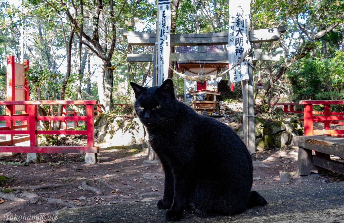Yokohamacats على تويتر 猫神社の守り神 田代島 田代島クロネコ堂 クロネコ堂 Tashirojima 猫神社