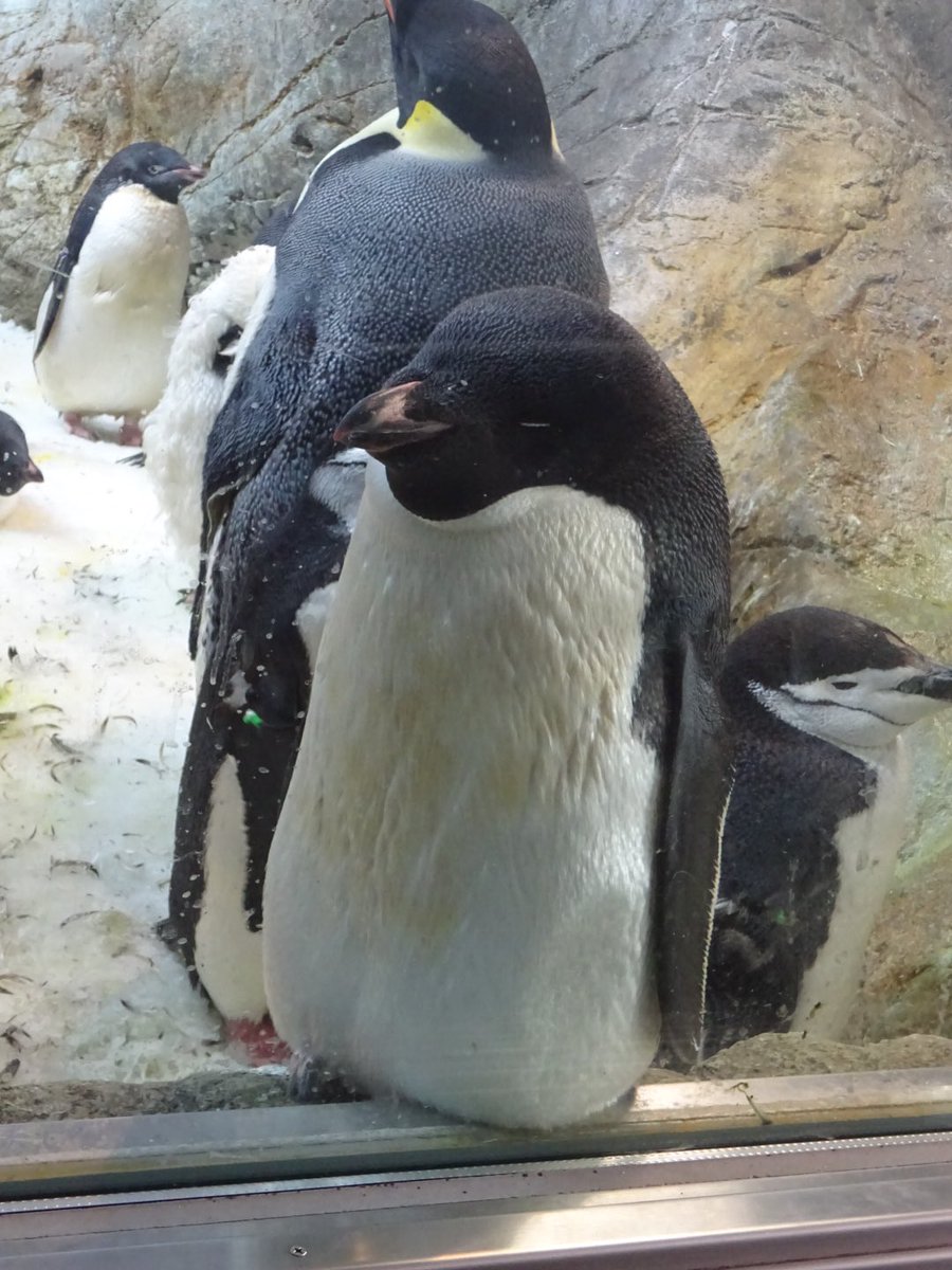 Tonipanda على تويتر アドベンさんにはかわいいペンギンさんがいっぱい どのこもかわいい エンペラーペンギンの赤ちゃんは16 28 でした アドベンチャーワールド