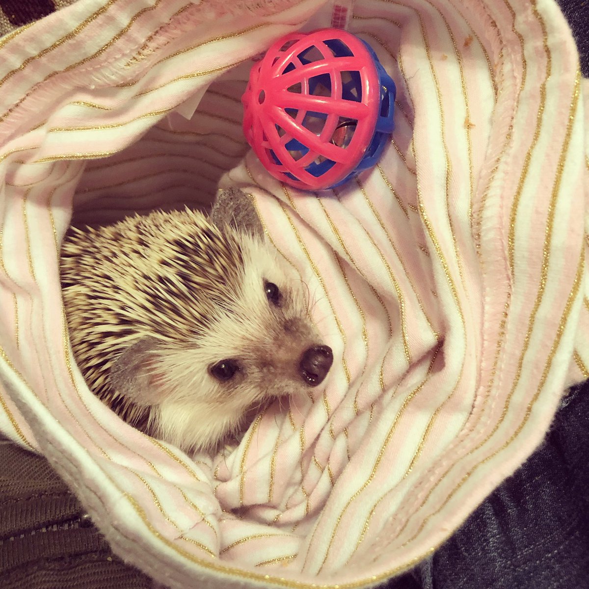 takithecorgi's tweet image. It’s Beans the #hedgehog