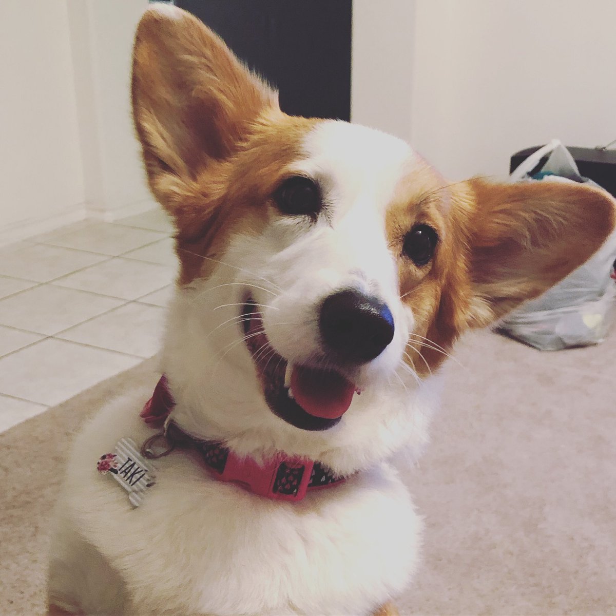 takithecorgi's tweet image. It’s taki the #corgi