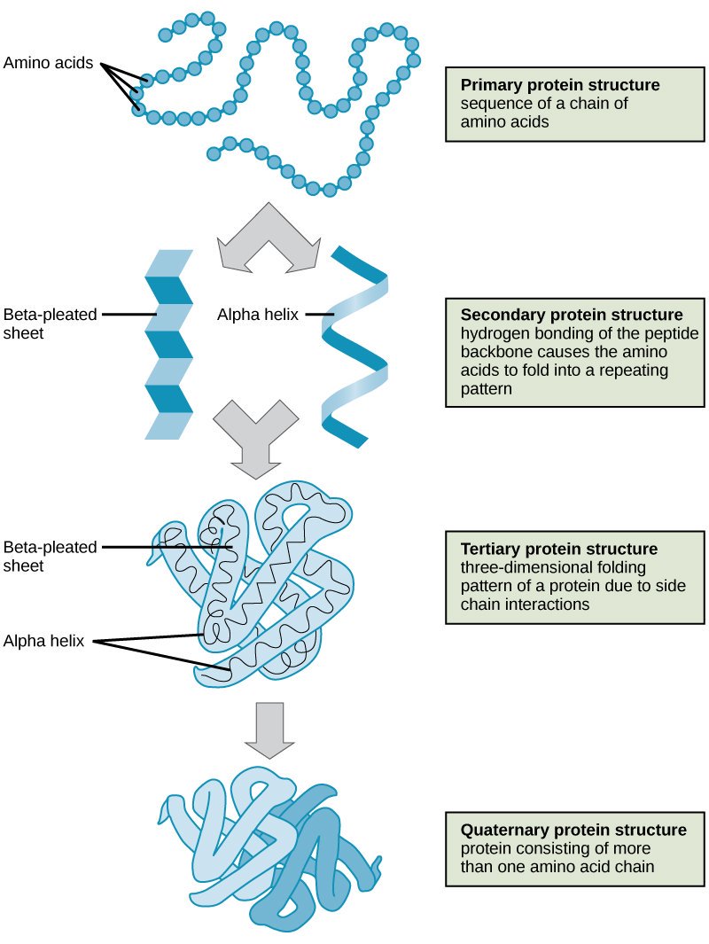Proteins Large proteins-large