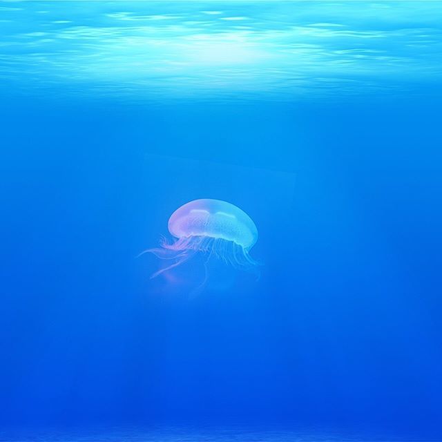 echoadventurer's tweet photo. Don’t forget, for every tour you book through Echo Adventures, we make a donation to @soalliance to protect and preserve our oceans.
.
.
.
#adventure #travel #nature #explore #wanderlust #inspiration #vacation #outdoors #travelgram #travelphotography #ad… https://t.co/6NGmQtAGjX https://t.co/slqmYd9okx